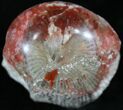 Pennsylvanian Aged Red Agatized Horn Coral - Utah #26351-1